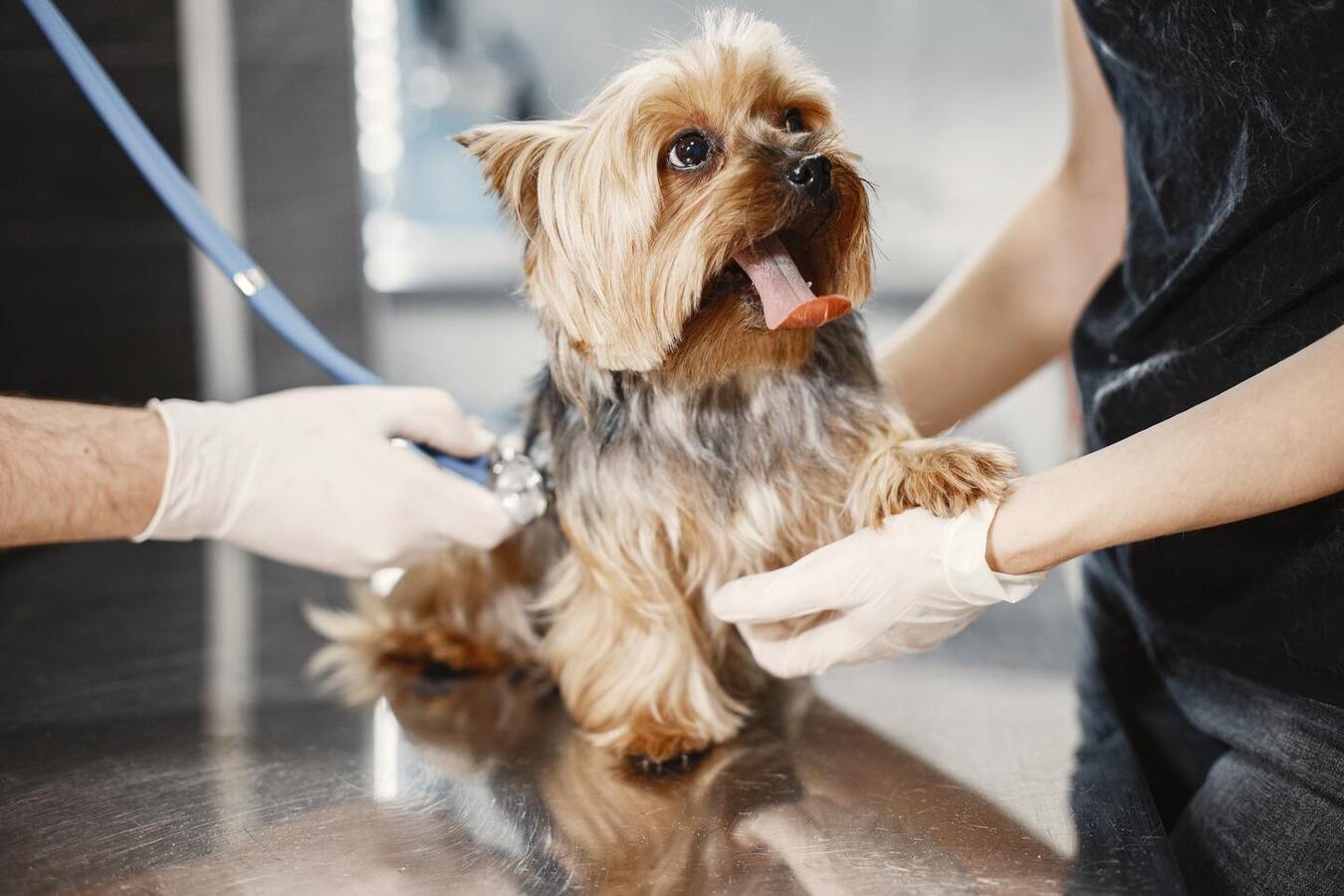 Türkiye'de İlk Veterine Kliniği