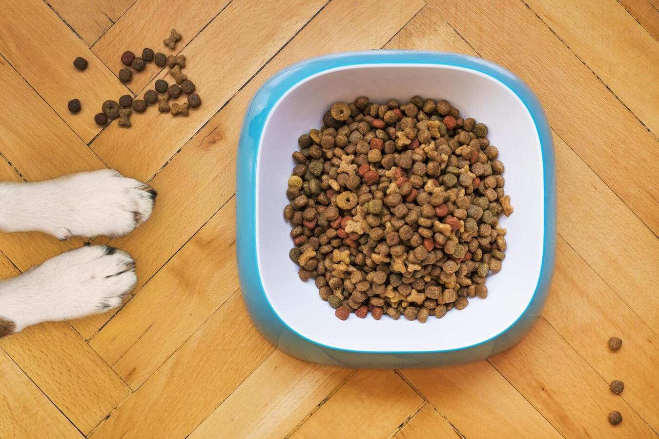 Online Pet Alışverişi Yaparken Dikkat Etmeniz Gerekenler