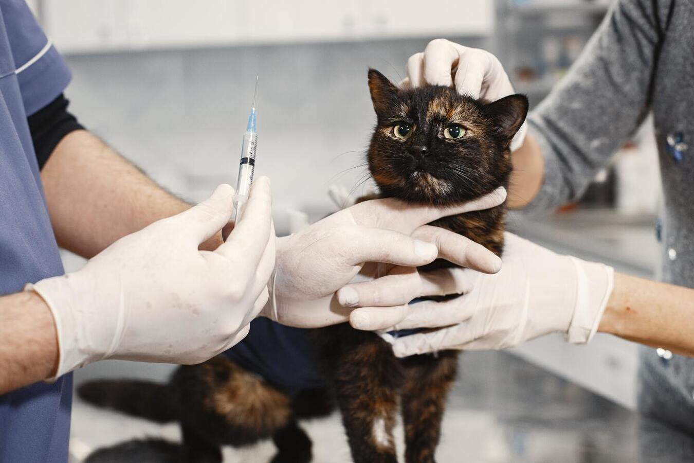 Veteriner Kliniklerinin İlaç Bulundurma Yetkisi